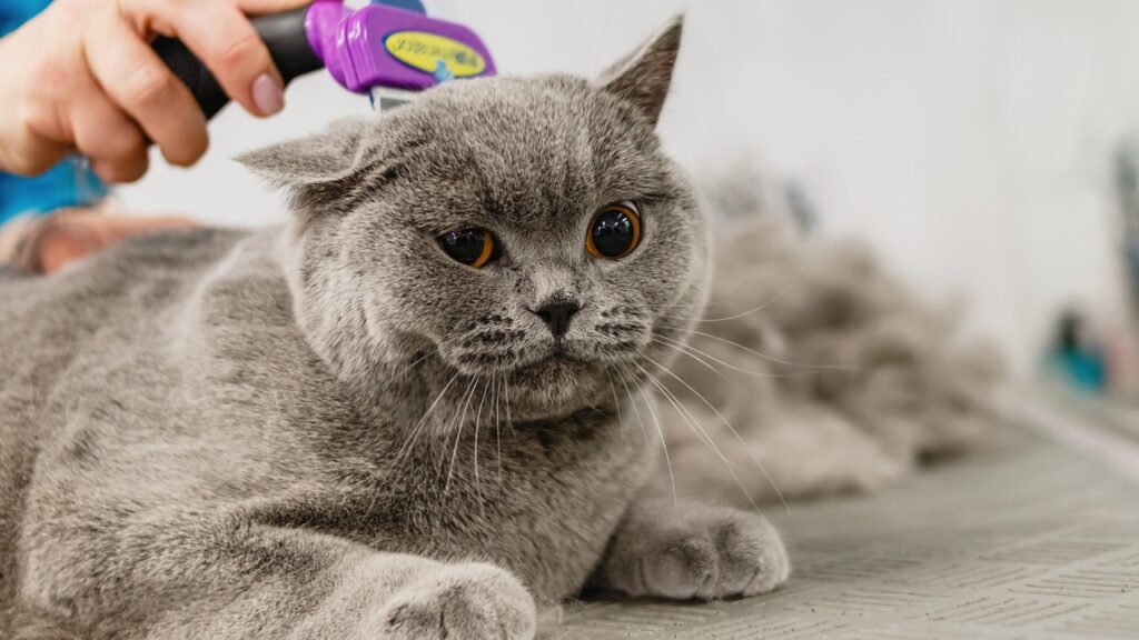 Cat grooming