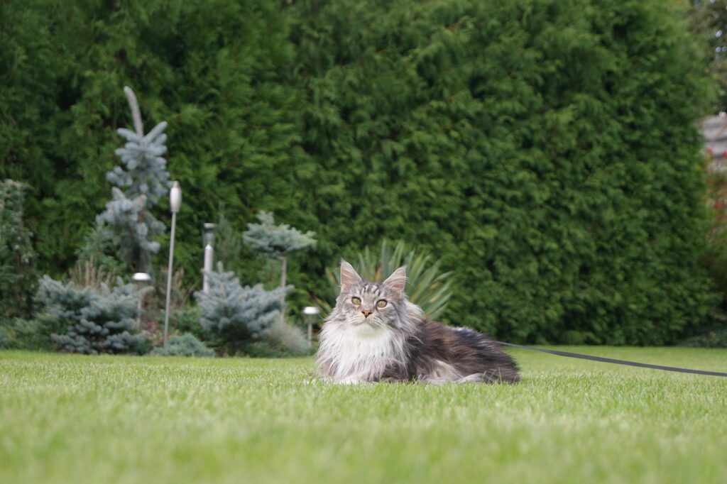 Maine Coon