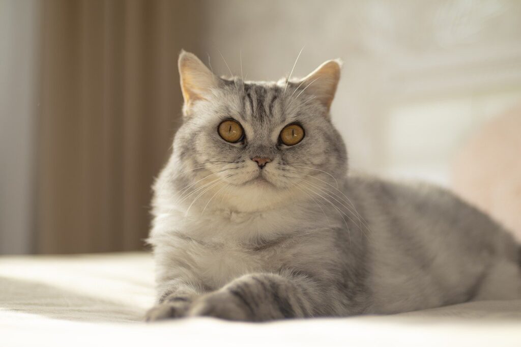 Cat relaxing
