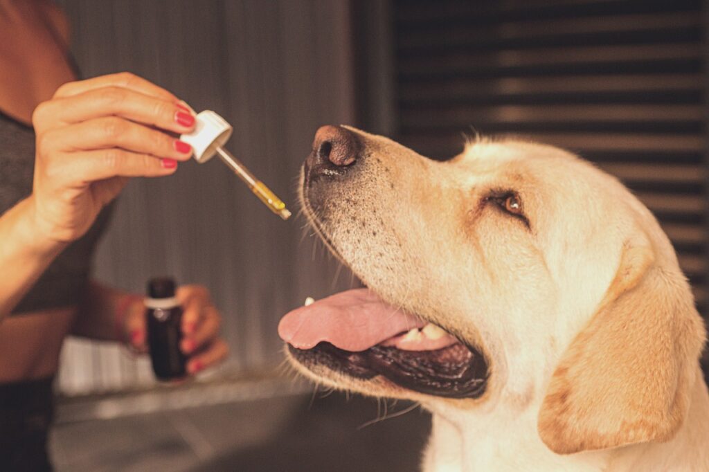 Dog with dropper
