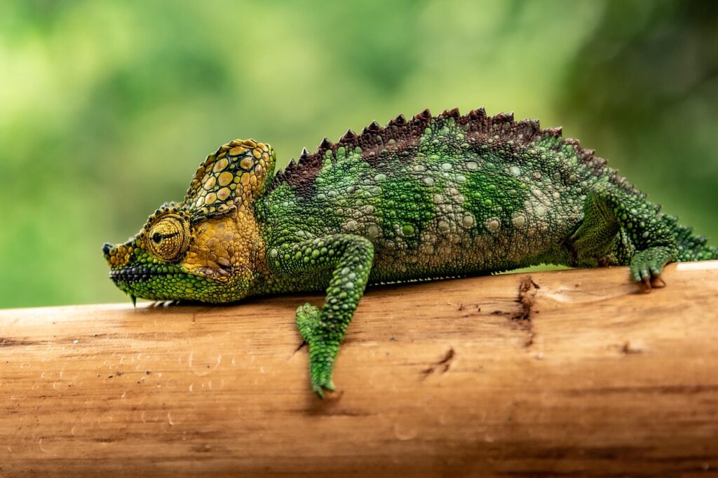Exotic Reptile