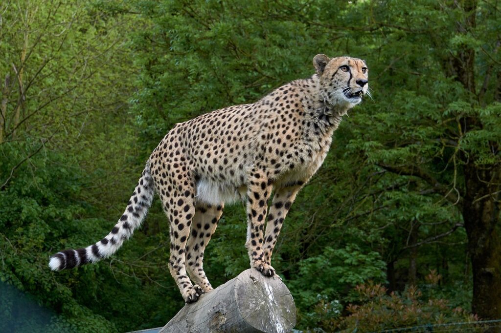 Cheetah