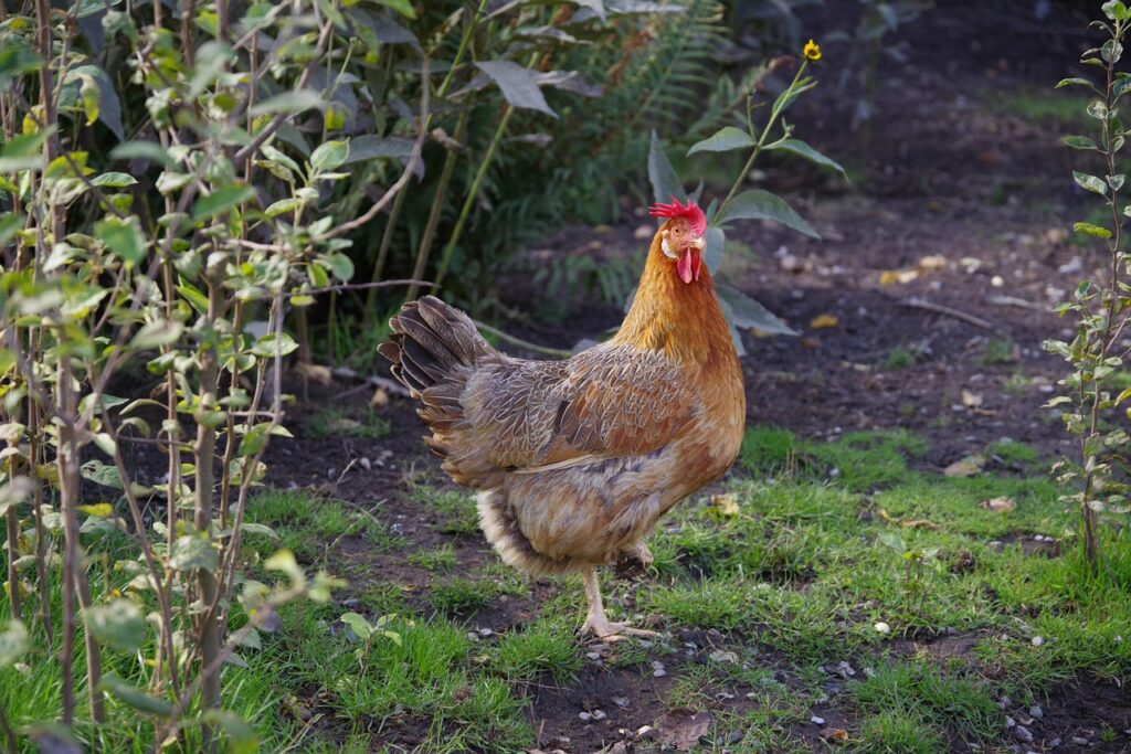 Chicken in garden