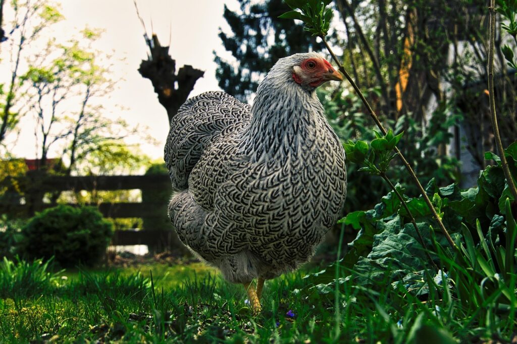 Chicken in backyard