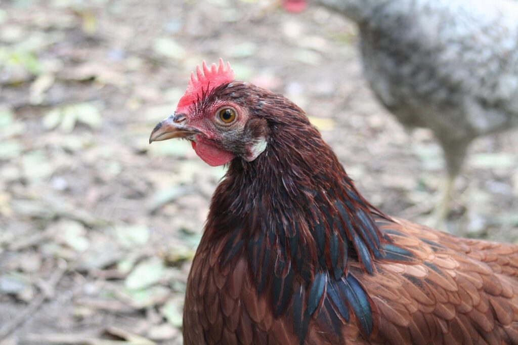 Rhode Island Red