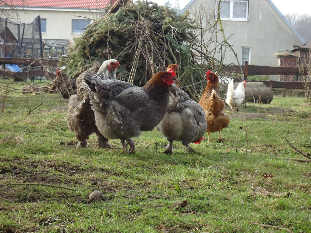 Chicken in back yard