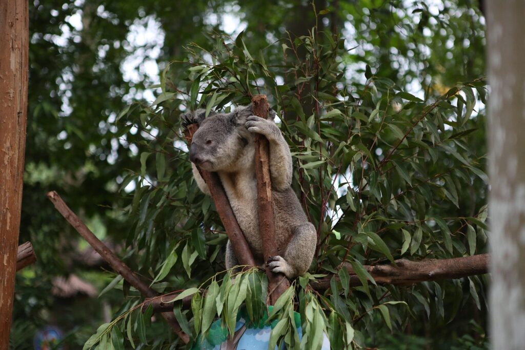 Koala