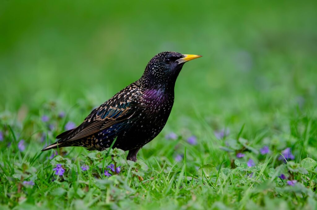 Common Starling