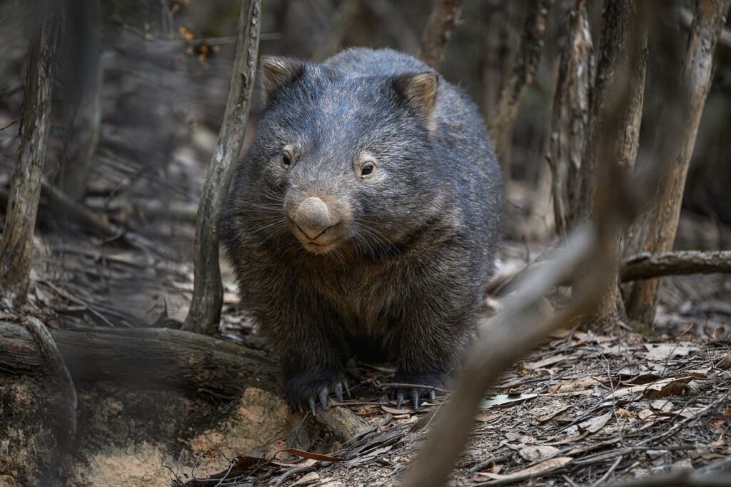 Northern Hairy-Nosed Wombat