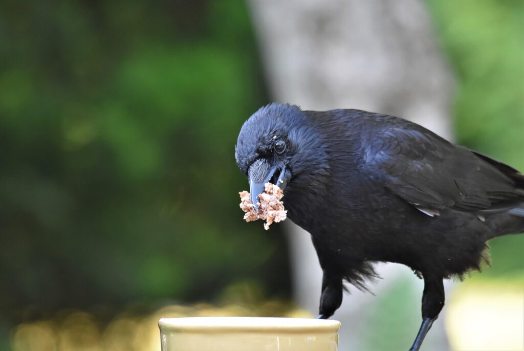 Crow eating food from garbage bin