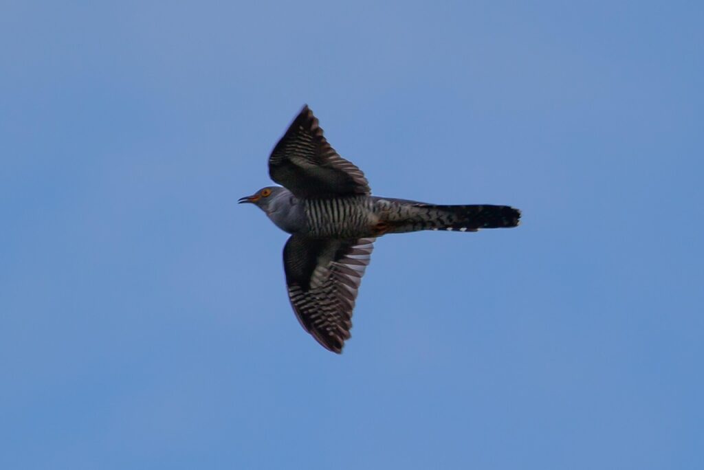 cuckoo-5116450_1280