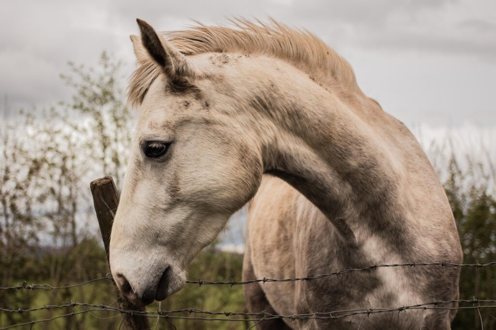  A Neglected Horse