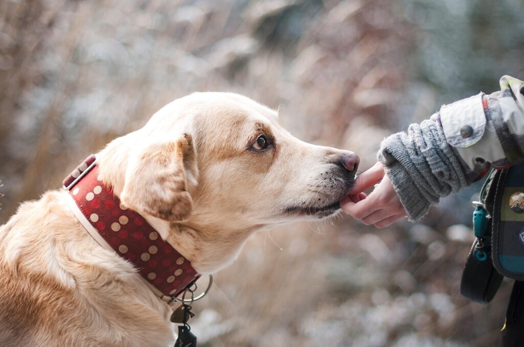 Dog close up