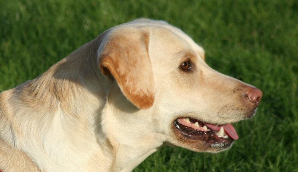 Dog panting in heat