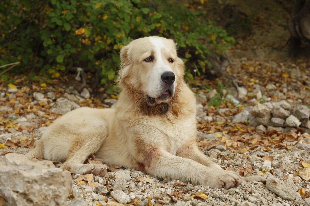 Alabai (Central Asian Shepherd)