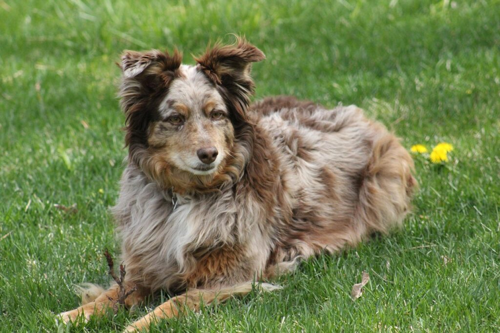 Australian Shepherd