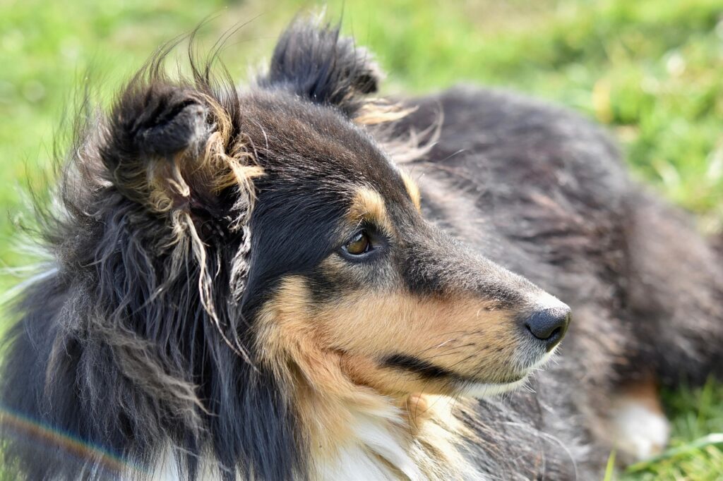 Shetland Sheepdog