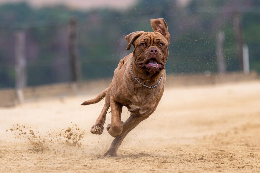Mastiff