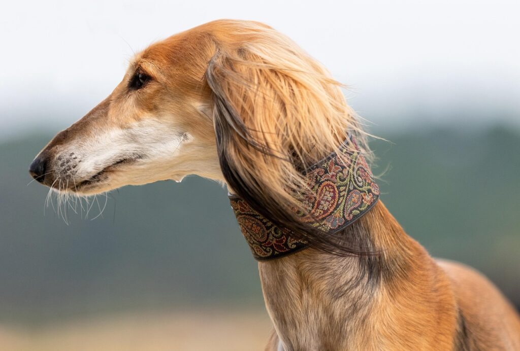 saluki