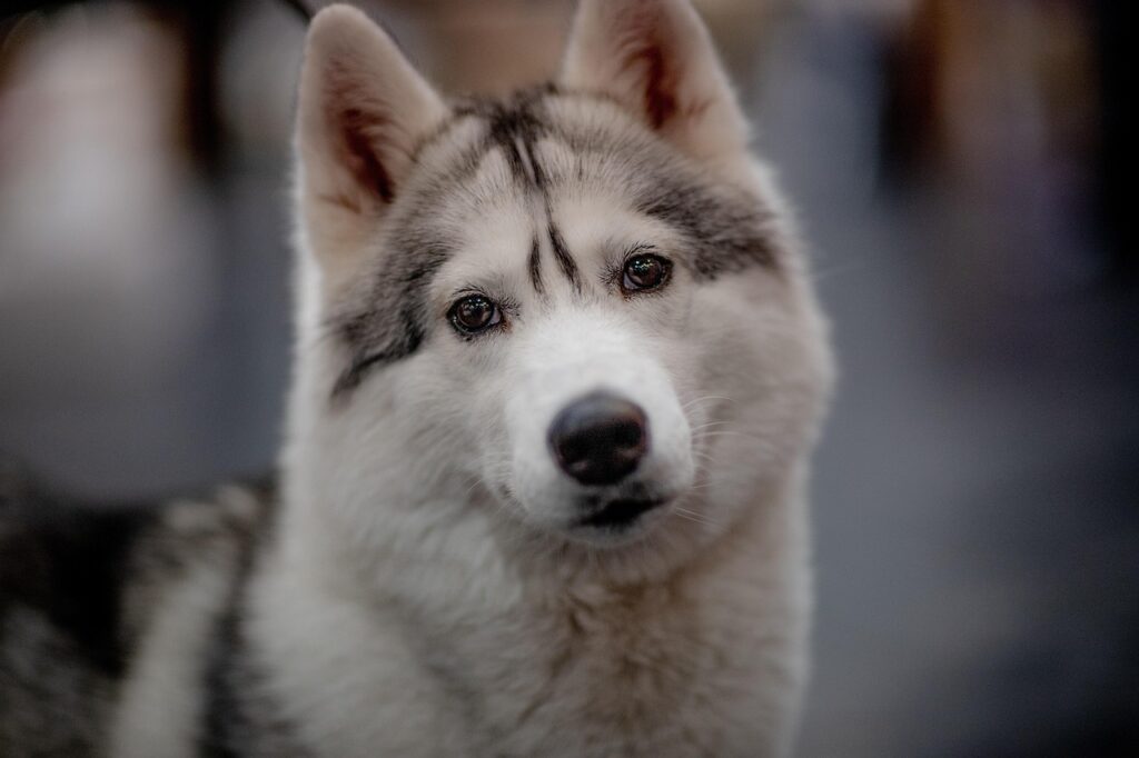 siberian husky