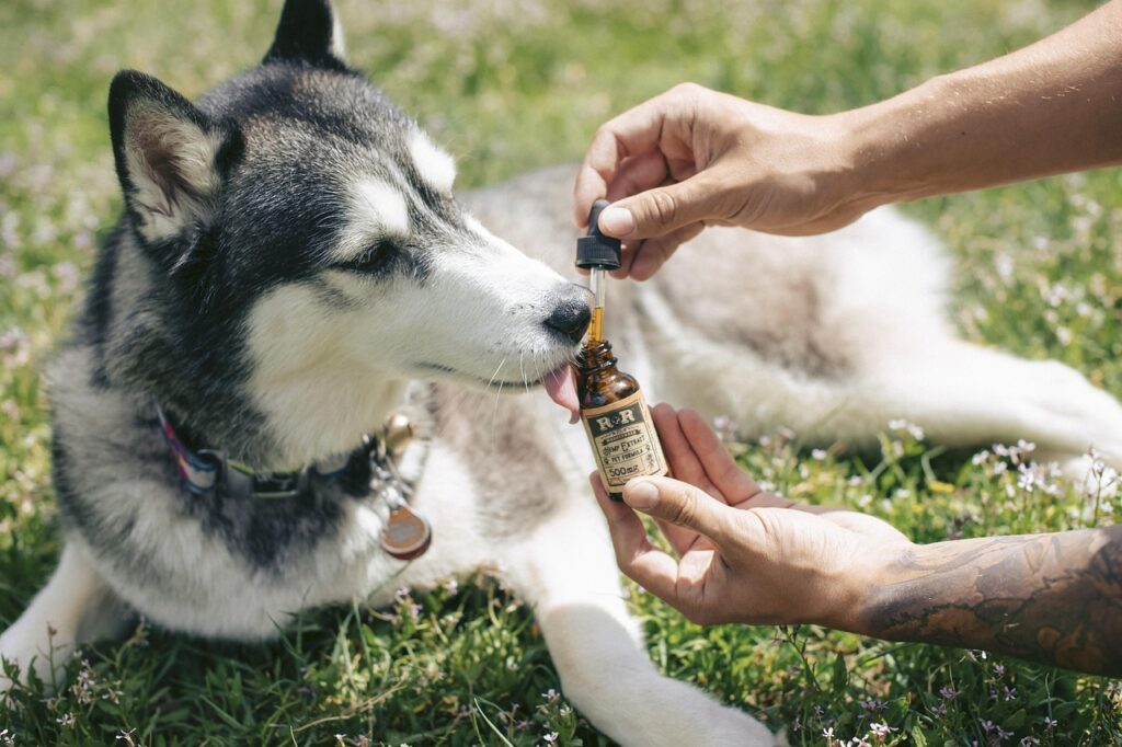 Dog havind cbd oil