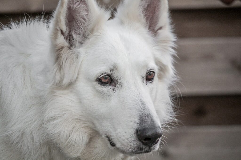 The White German Shepherd