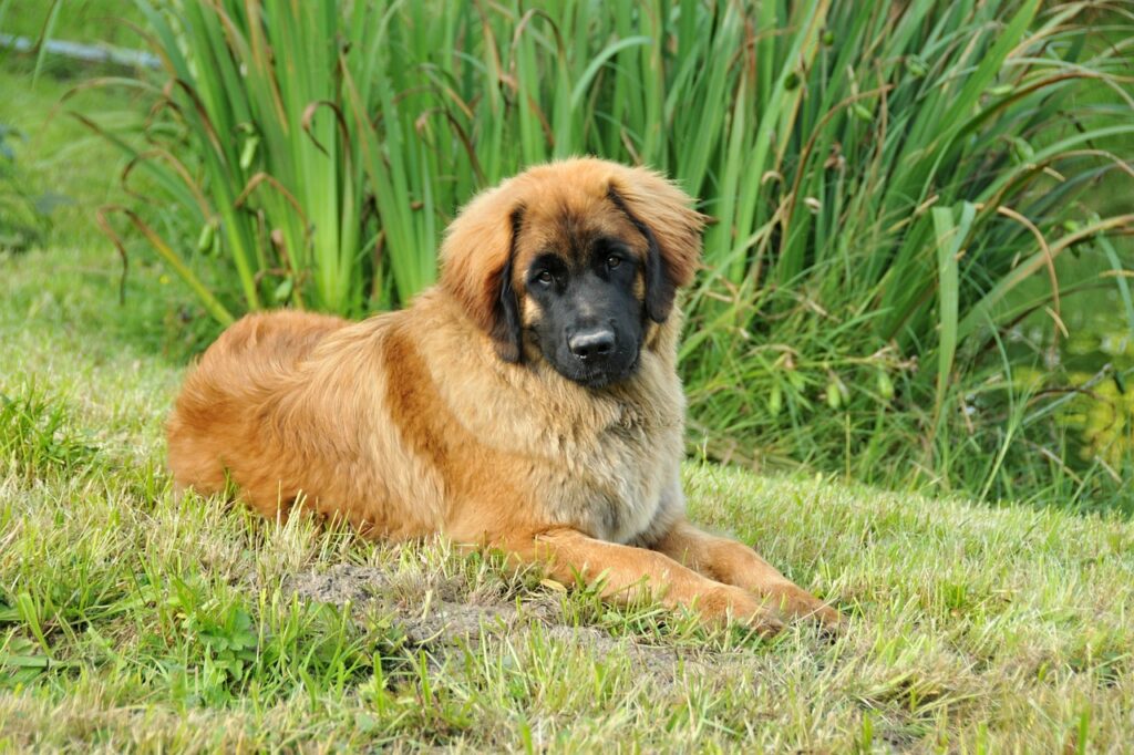Leonberger