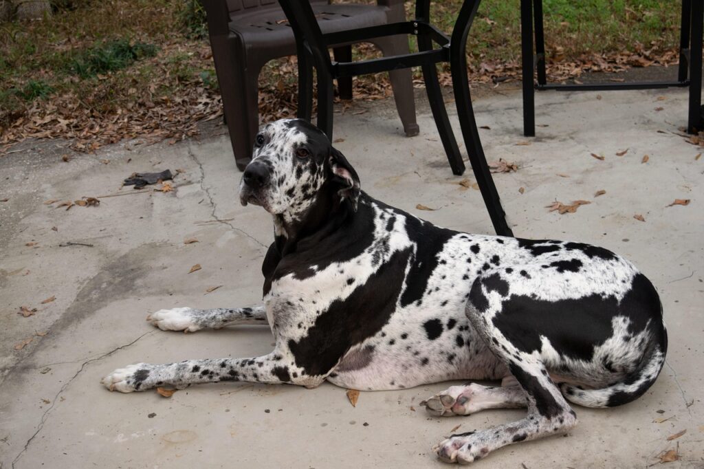 Great Dane