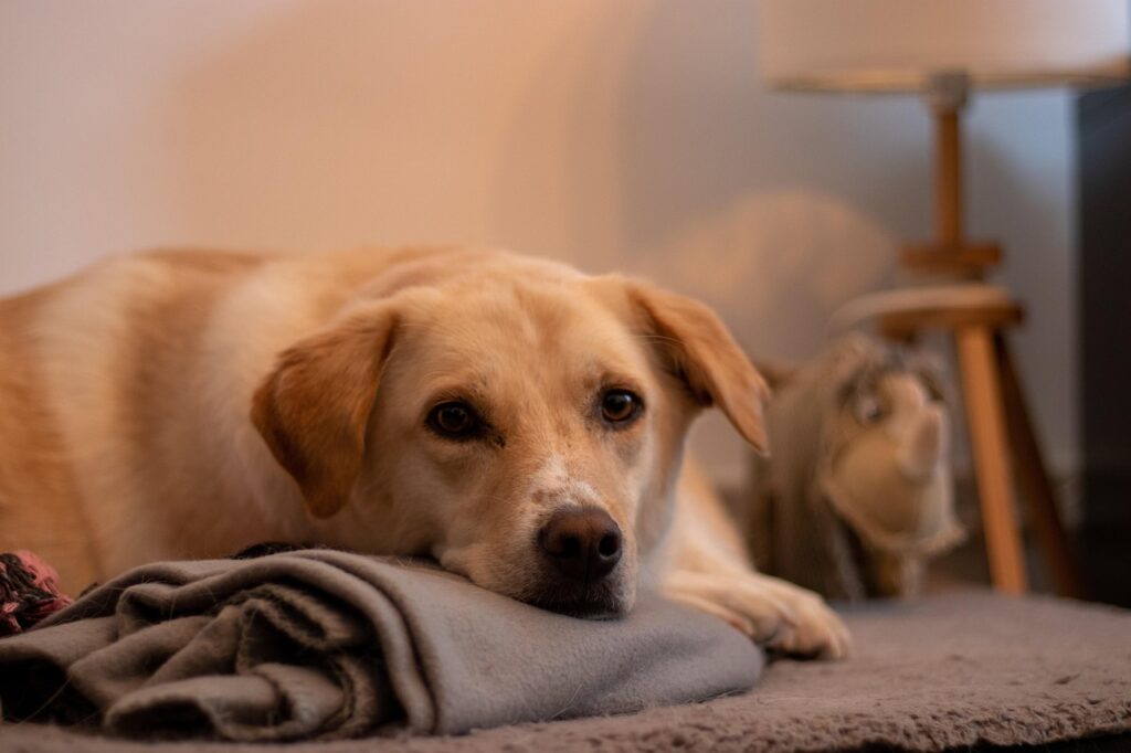 Relaxed dog
