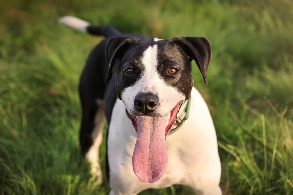 Arthritis in dog