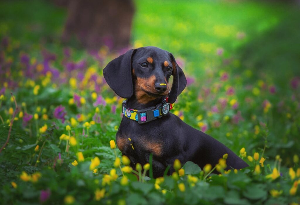 mini dachshund