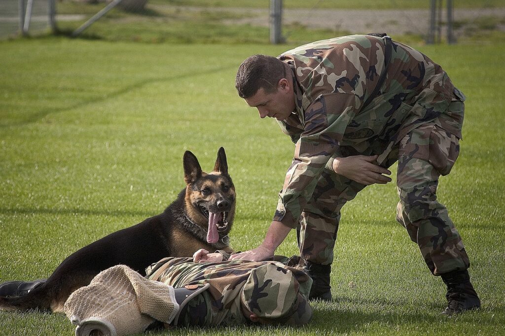 Meet requirements military dog handler