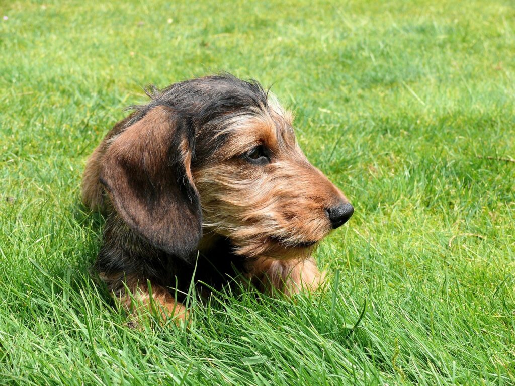 mini dachshund