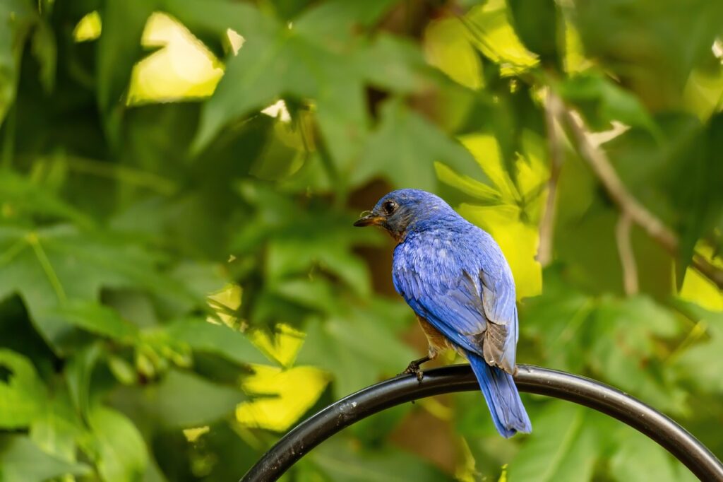 Eastern Bluebird