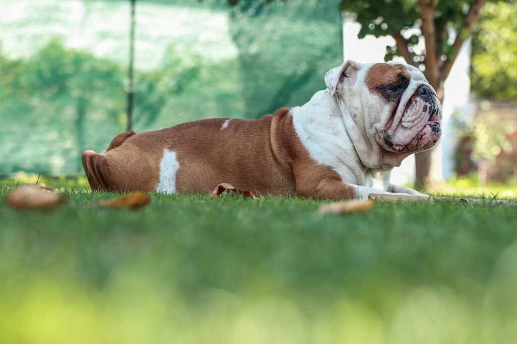 Bulldog