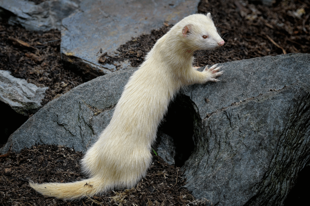 Ferret