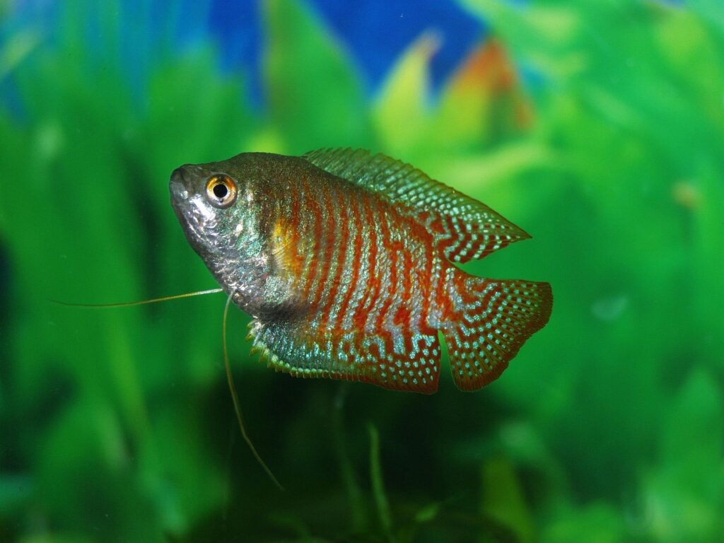 Gourami