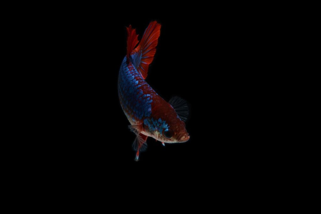 Betta Fish