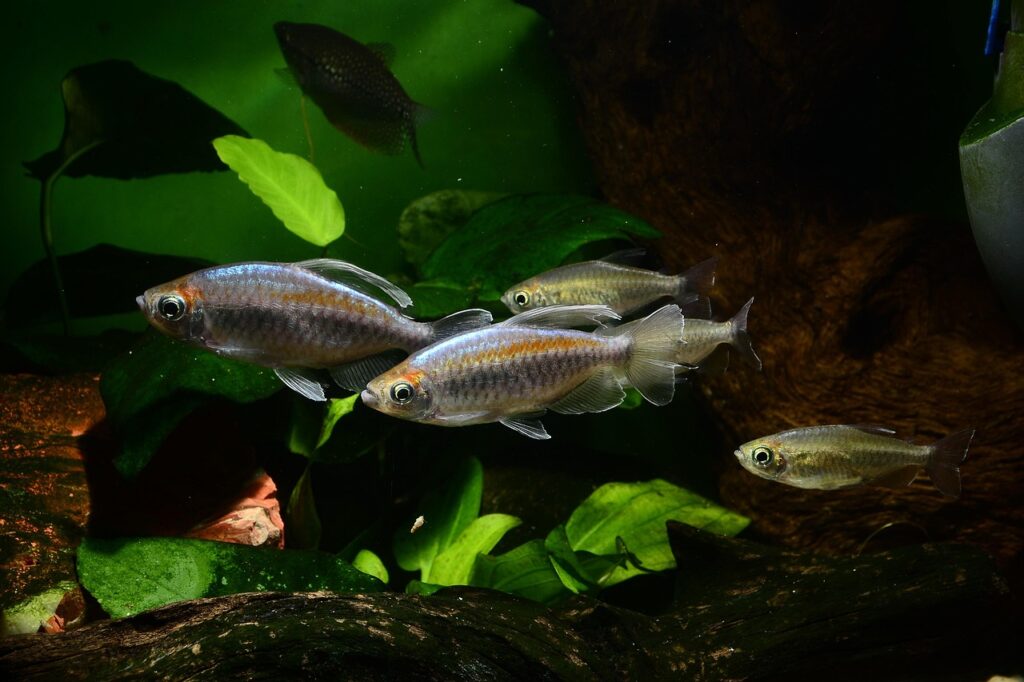 Congo Tetra