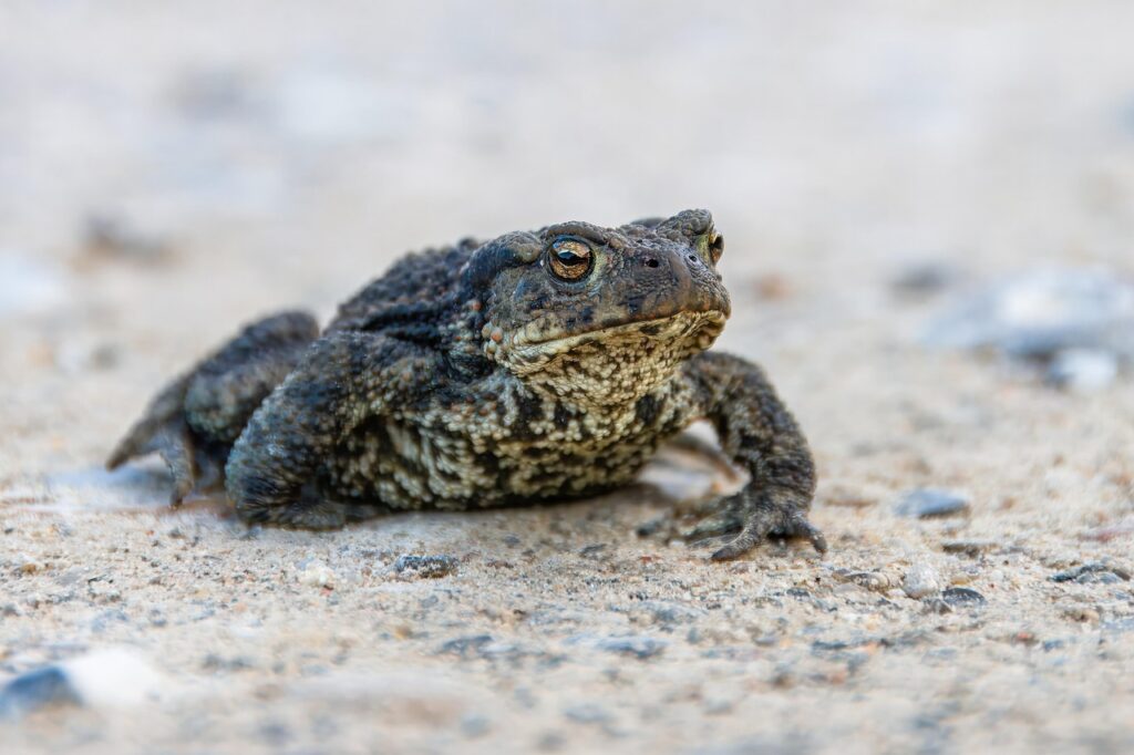Amphibian
