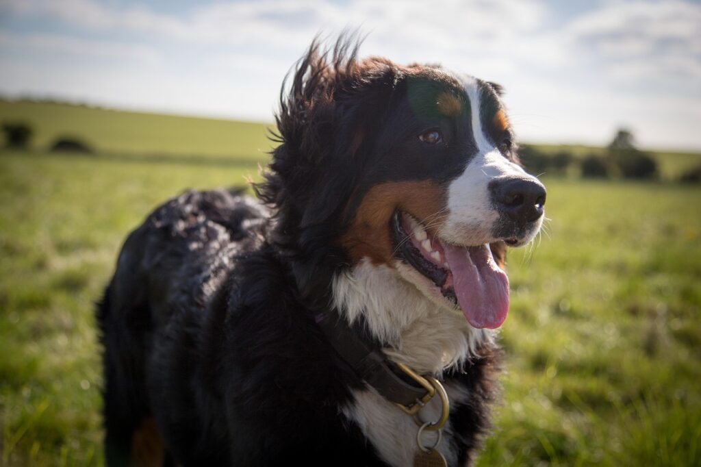 A Bernese Mountain Dog