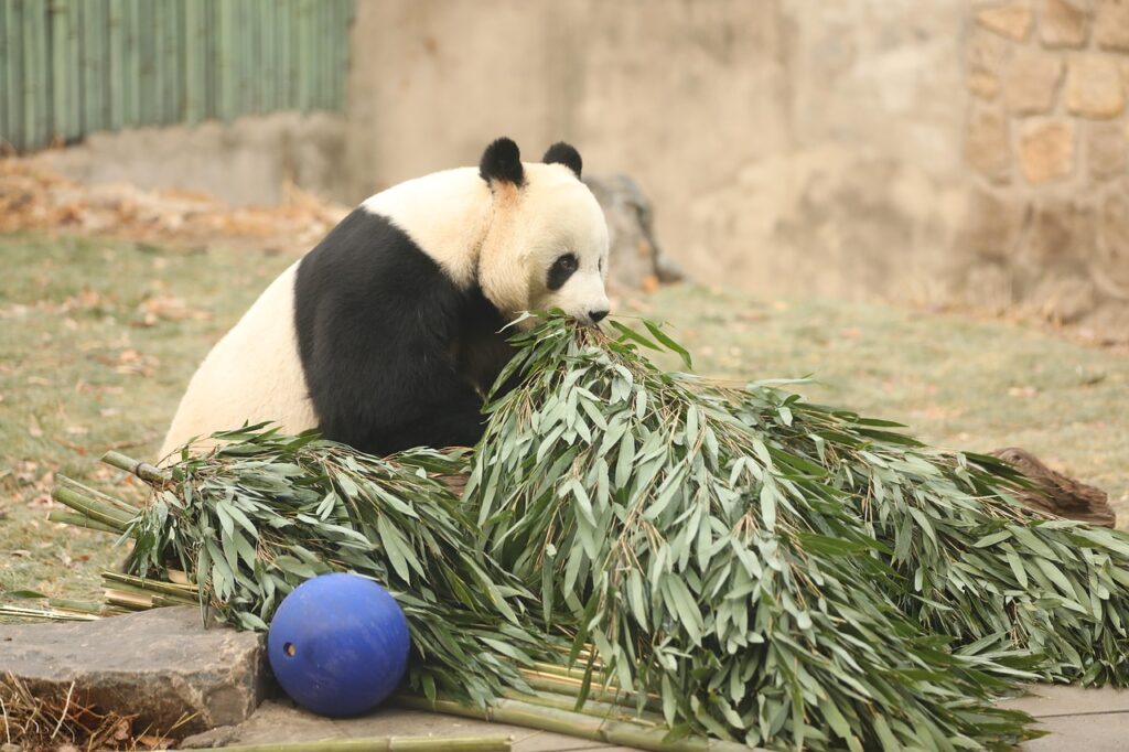 Giant panda