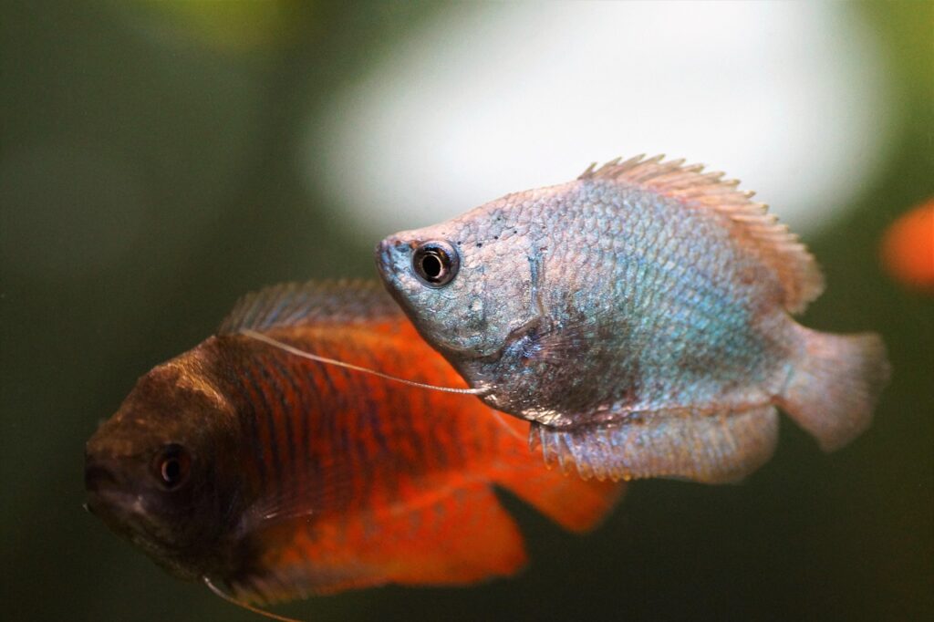 Dwarf Gourami