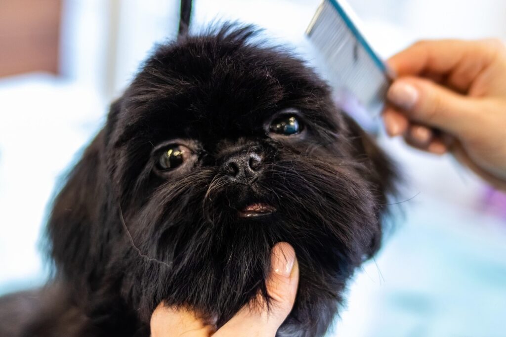 Dog grooming