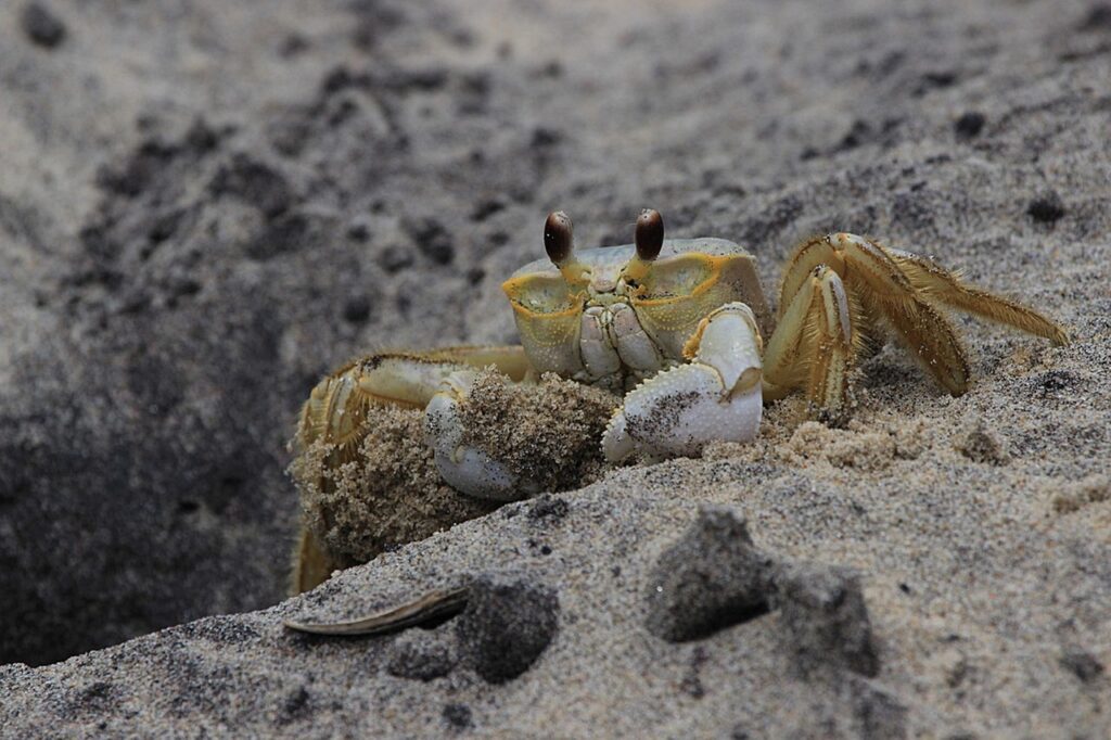 Crustacean