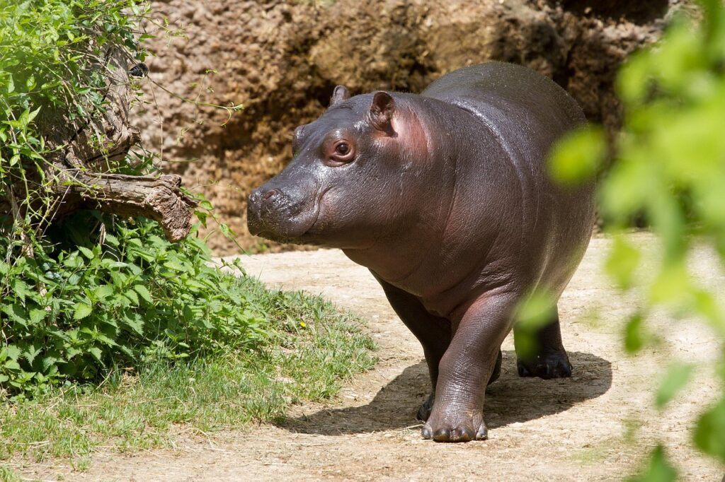 Hippopotamus