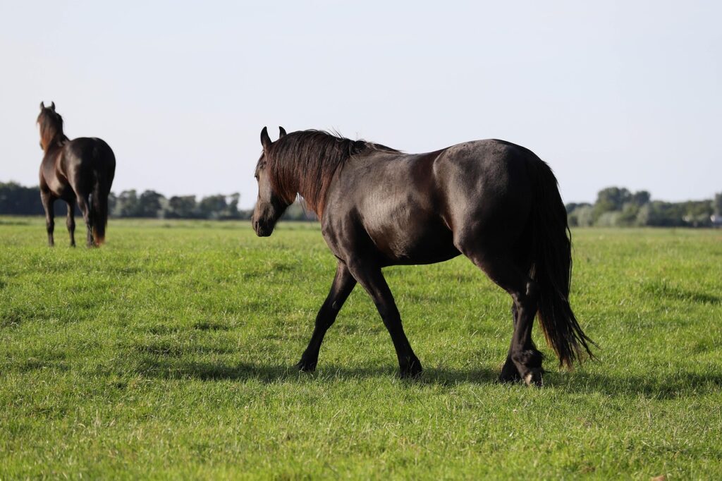 Friesian Cross