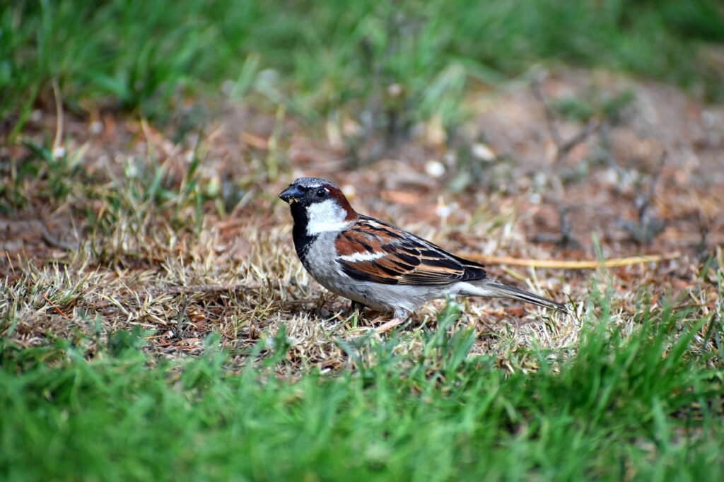 House Sparrow