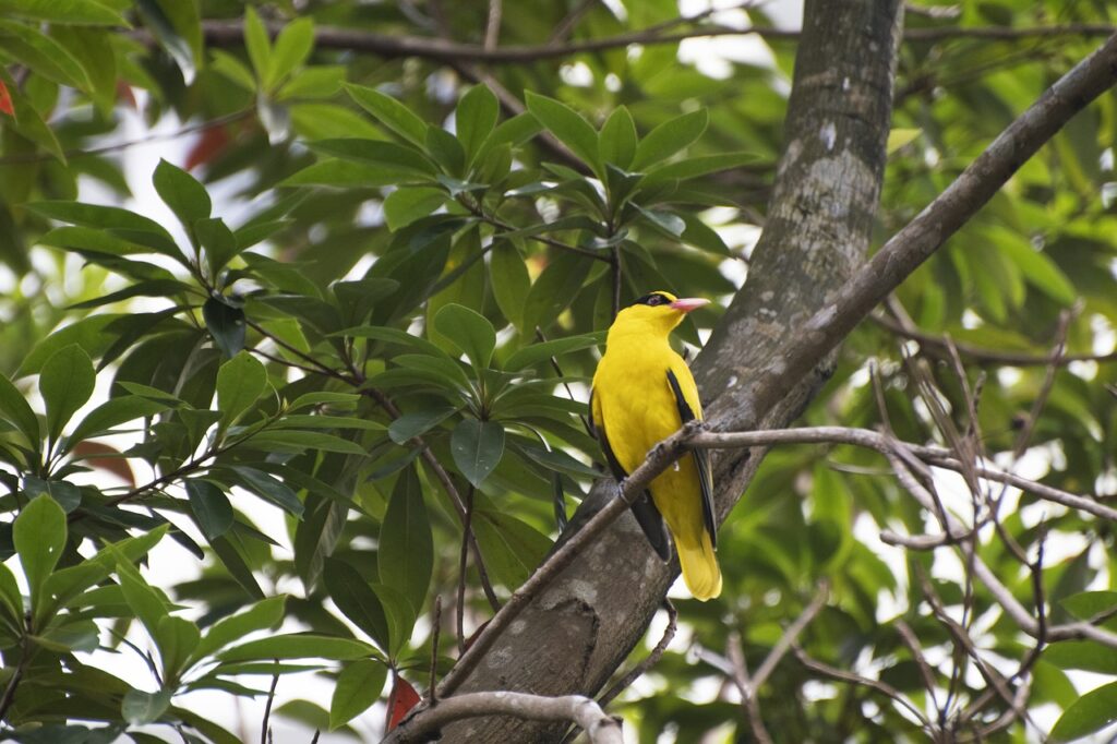 Oriole on a tree