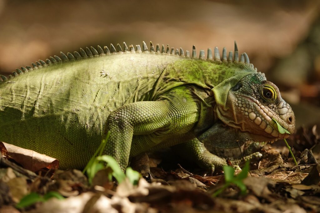Iguana